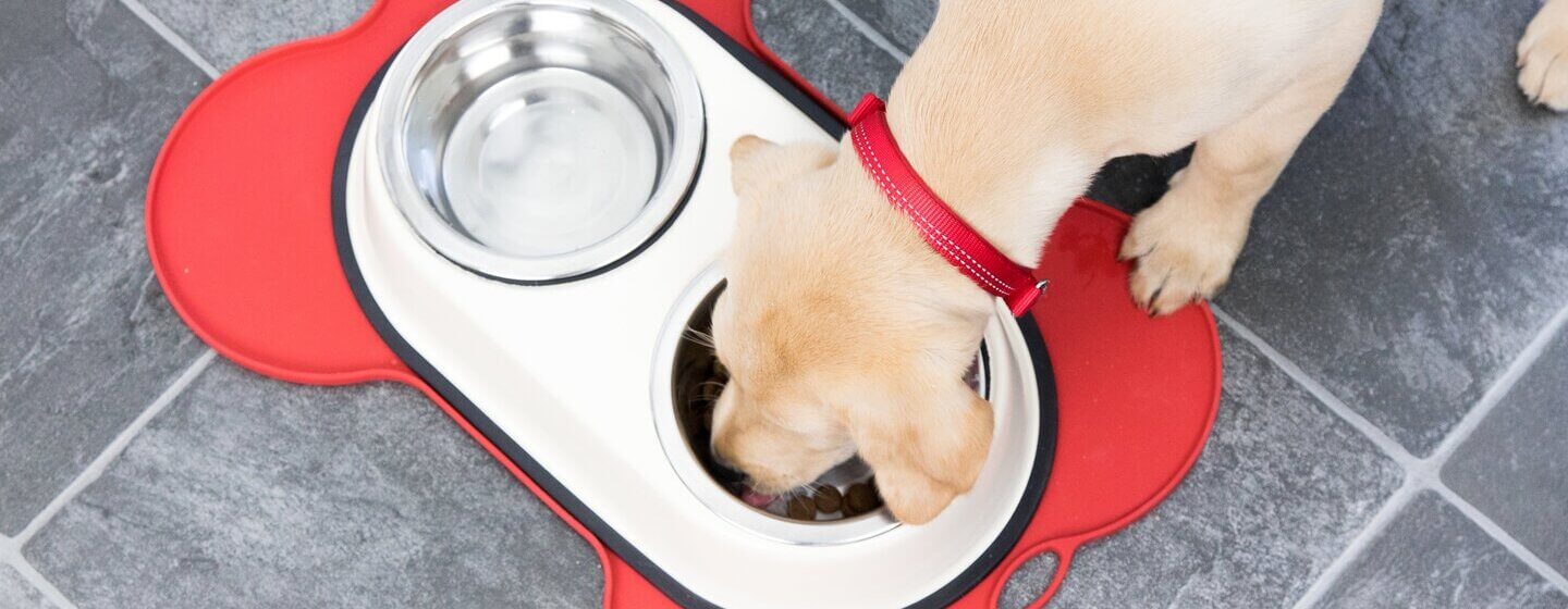 Feeding clearance your dog
